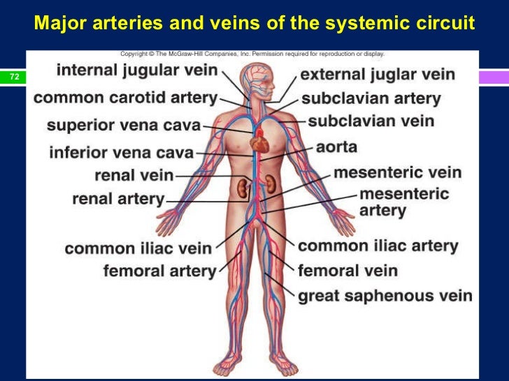 main arteries and veins in the body main arteries and veins in the body